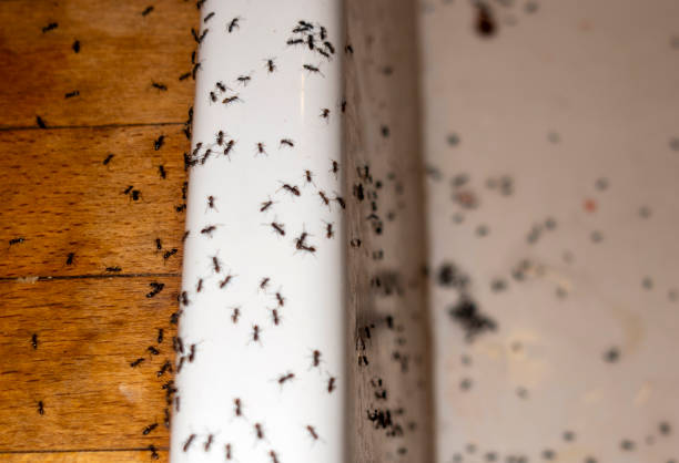Best Emergency Pest Control  in Parker, SC