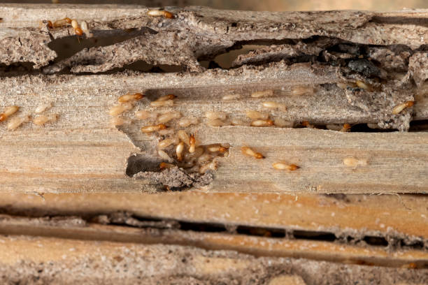 Best Ant Control Services  in Parker, SC