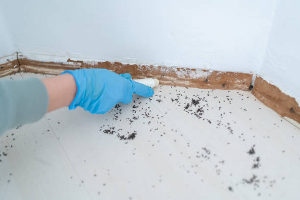 Best Termite Control Services  in Parker, SC
